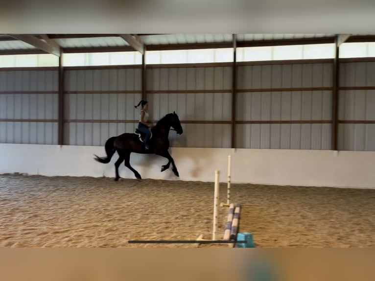 Fries paard Ruin 8 Jaar 173 cm Zwart in Elizabethtown