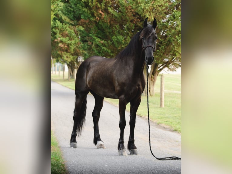 Fries paard Ruin 8 Jaar 173 cm Zwart in Elizabethtown