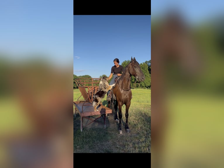 Fries paard Ruin 8 Jaar 173 cm Zwart in Elizabethtown