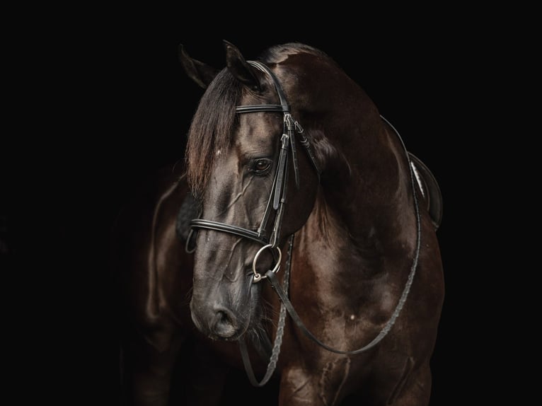 Fries paard Ruin 8 Jaar 173 cm Zwart in Elizabethtown