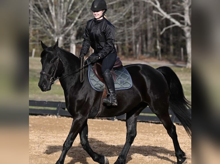 Fries paard Ruin 8 Jaar 173 cm Zwart in Kent