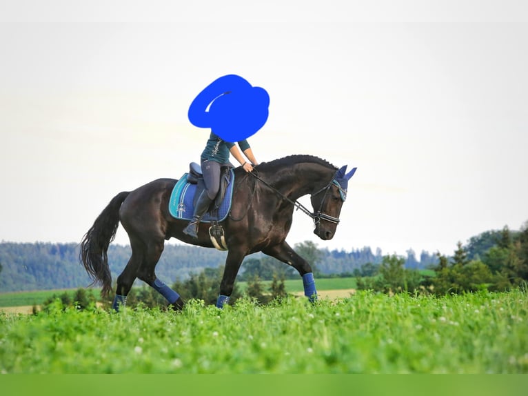 Fries paard Ruin 8 Jaar 181 cm Zwart in Töging