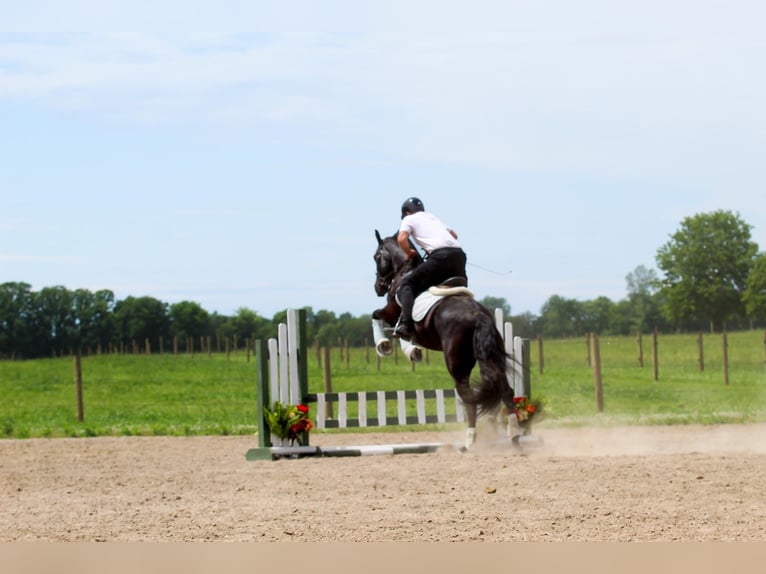 Fries paard Mix Ruin 8 Jaar Zwart in Syracuse