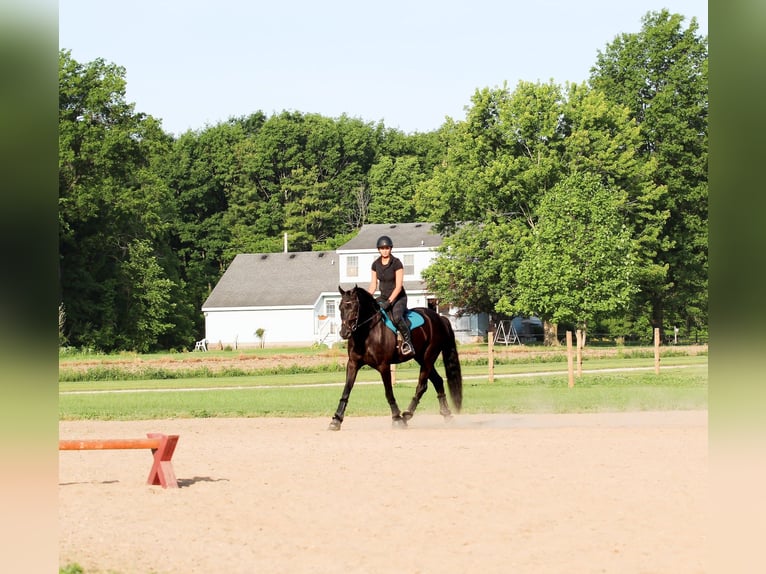 Fries paard Mix Ruin 8 Jaar Zwart in Syracuse