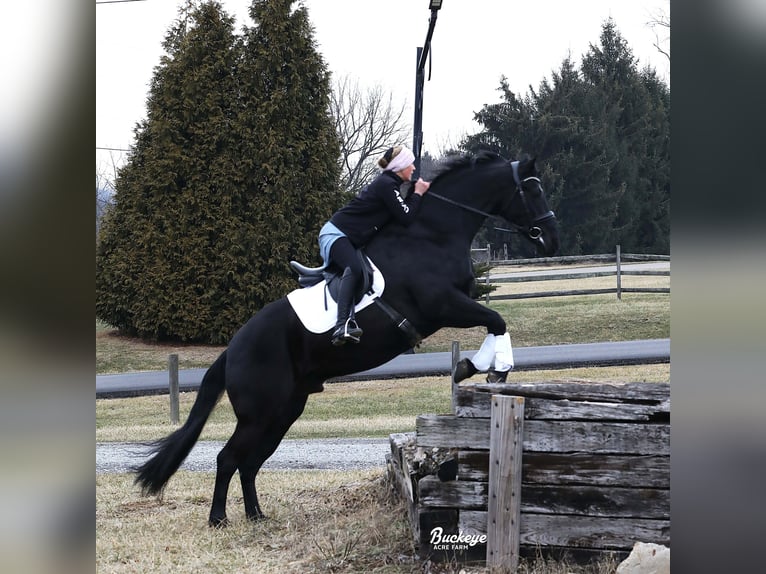 Fries paard Ruin 8 Jaar Zwart in Millersburg