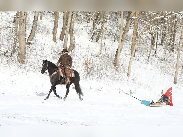 Fries paard Ruin 8 Jaar Zwart in Millersburg