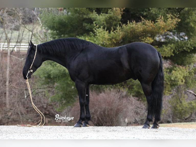 Fries paard Ruin 8 Jaar Zwart in Millersburg