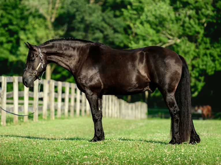 Fries paard Mix Ruin 8 Jaar Zwart in New Holland