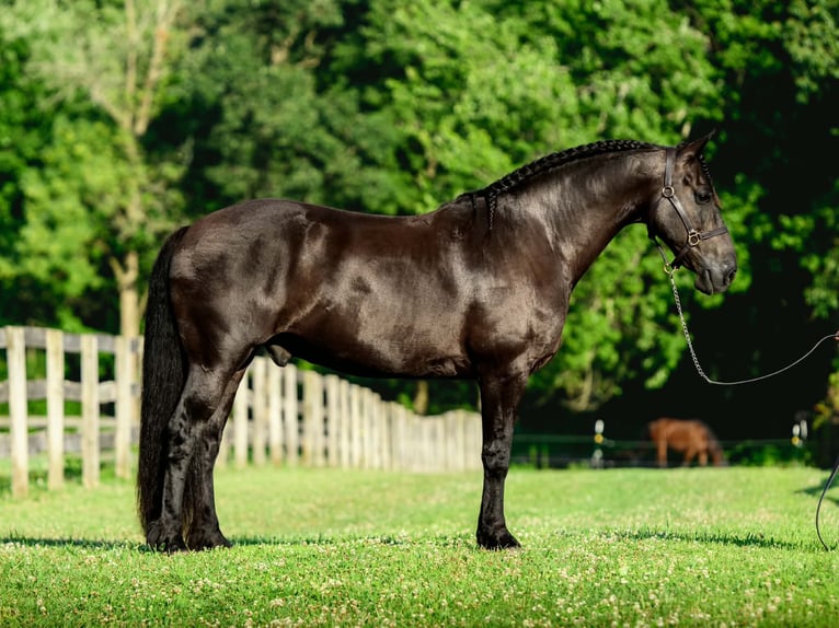 Fries paard Mix Ruin 8 Jaar Zwart in New Holland