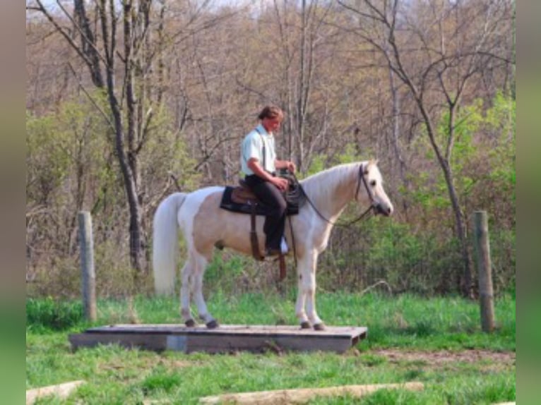 Fries paard Ruin 9 Jaar 142 cm Palomino in Howell