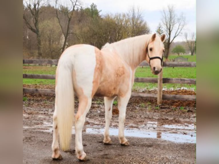 Fries paard Ruin 9 Jaar 142 cm Palomino in Howell