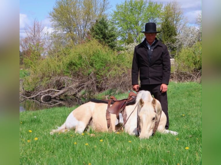 Fries paard Ruin 9 Jaar 142 cm Palomino in Howell