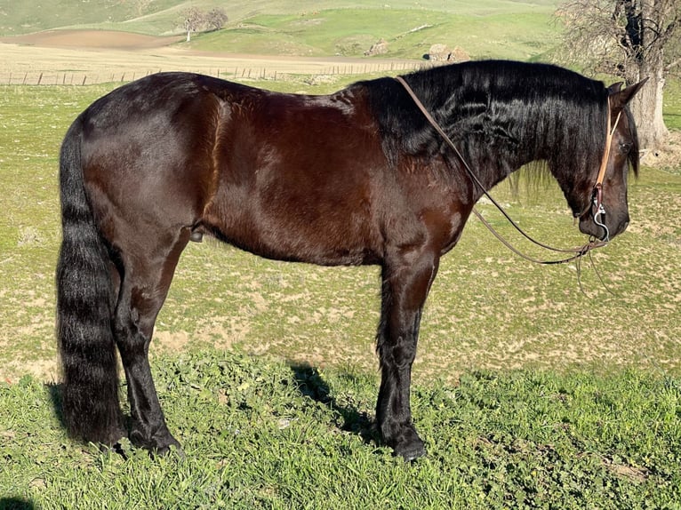 Fries paard Ruin 9 Jaar 142 cm Zwart in Bitterwater, CA
