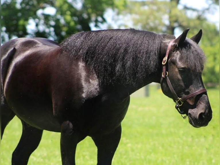 Fries paard Mix Ruin 9 Jaar 150 cm Zwart in Borden