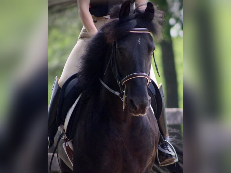 Fries paard Mix Ruin 9 Jaar 150 cm Zwart in Borden