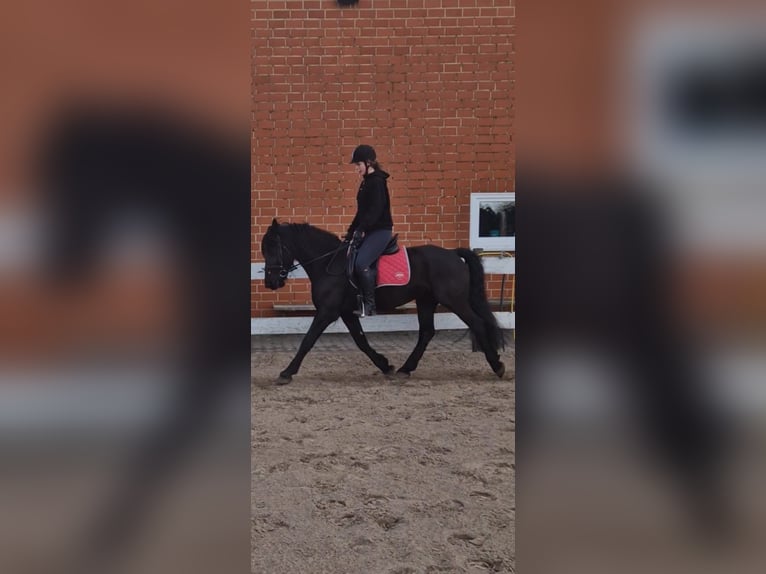 Fries paard Mix Ruin 9 Jaar 155 cm Zwart in Lingen