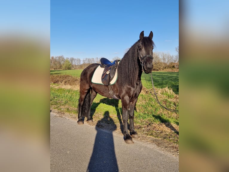 Fries paard Mix Ruin 9 Jaar 155 cm Zwart in Lingen