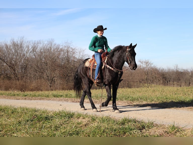 Fries paard Ruin 9 Jaar 155 cm Zwart in Flemingsburg KY