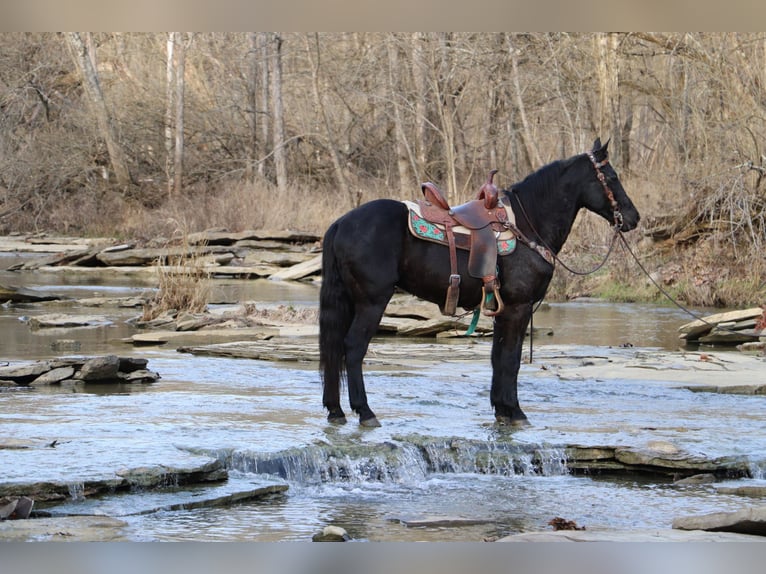 Fries paard Ruin 9 Jaar 155 cm Zwart in Flemingsburg KY