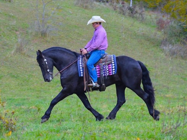 Fries paard Ruin 9 Jaar 157 cm Zwart in Fredericksburg OH