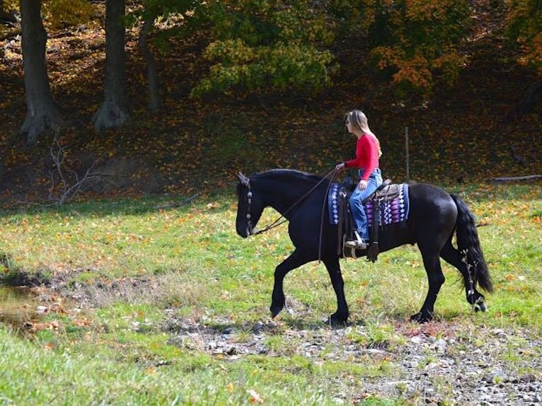 Fries paard Ruin 9 Jaar 157 cm Zwart in Fredericksburg OH