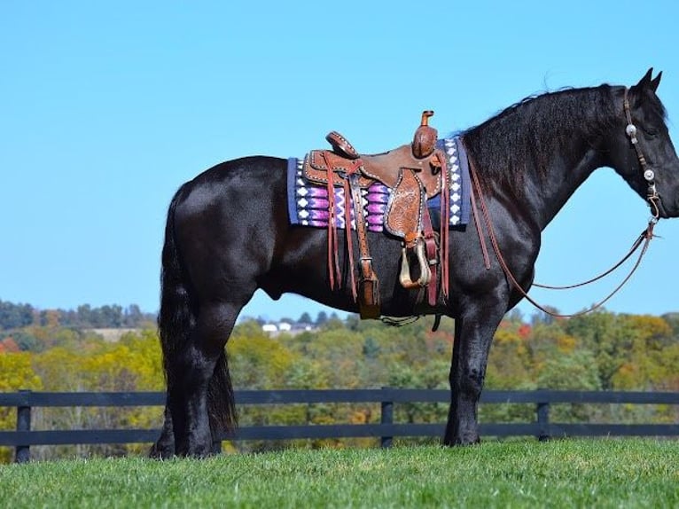 Fries paard Ruin 9 Jaar 157 cm Zwart in Fredericksburg OH