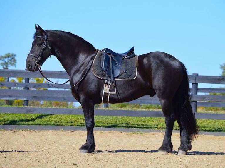 Fries paard Ruin 9 Jaar 157 cm Zwart in Fredericksburg OH