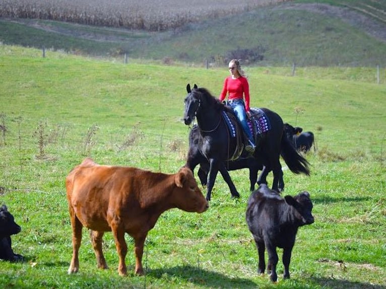 Fries paard Ruin 9 Jaar 157 cm Zwart in Fredericksburg OH