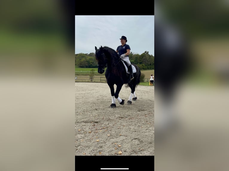 Fries paard Ruin 9 Jaar 160 cm Zwart in Leibnitz