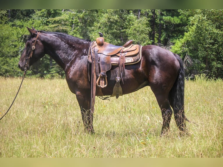 Fries paard Ruin 9 Jaar 160 cm Zwart in Rusk TX