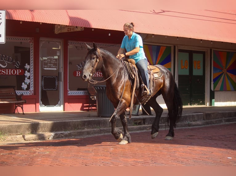 Fries paard Ruin 9 Jaar 160 cm Zwart in Rusk TX