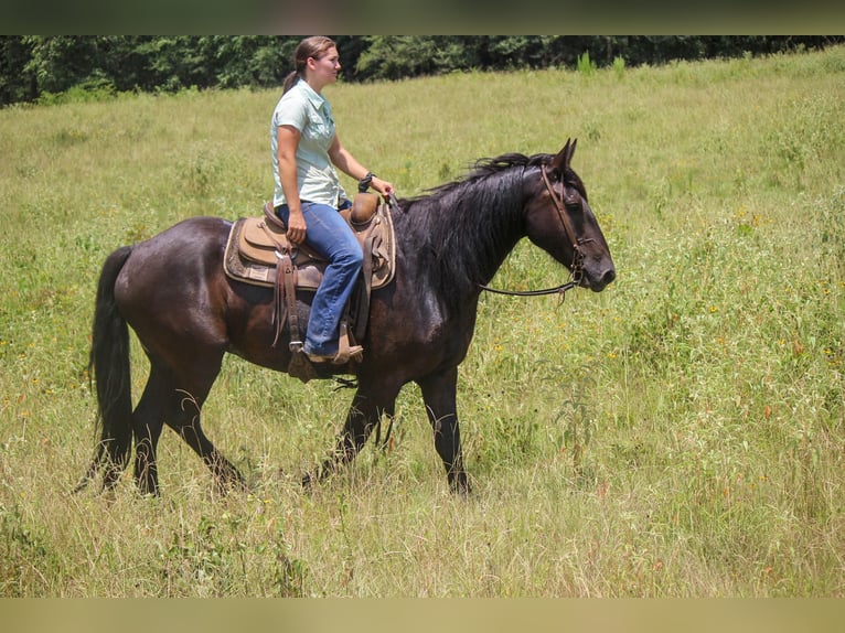 Fries paard Ruin 9 Jaar 160 cm Zwart in Rusk TX