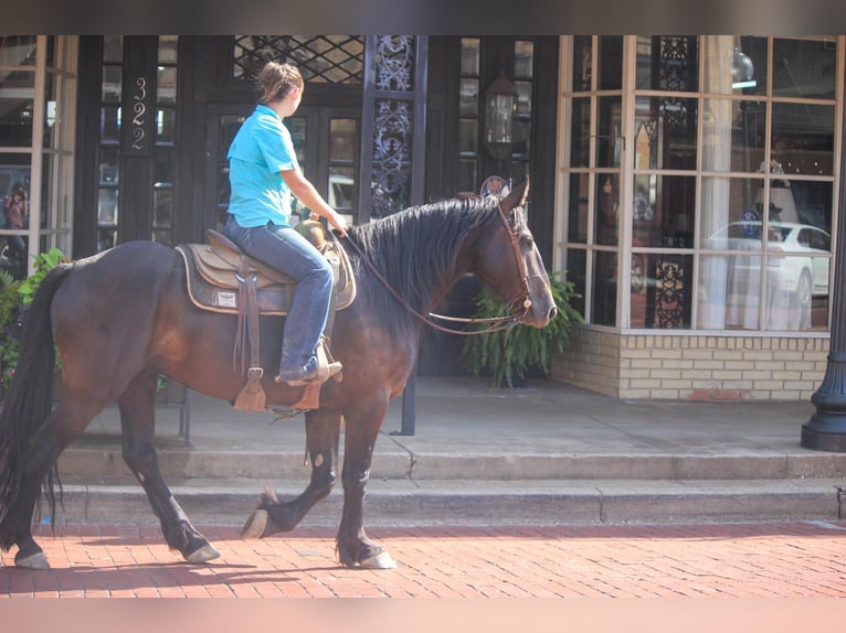 Fries paard Ruin 9 Jaar 160 cm Zwart in Rusk TX