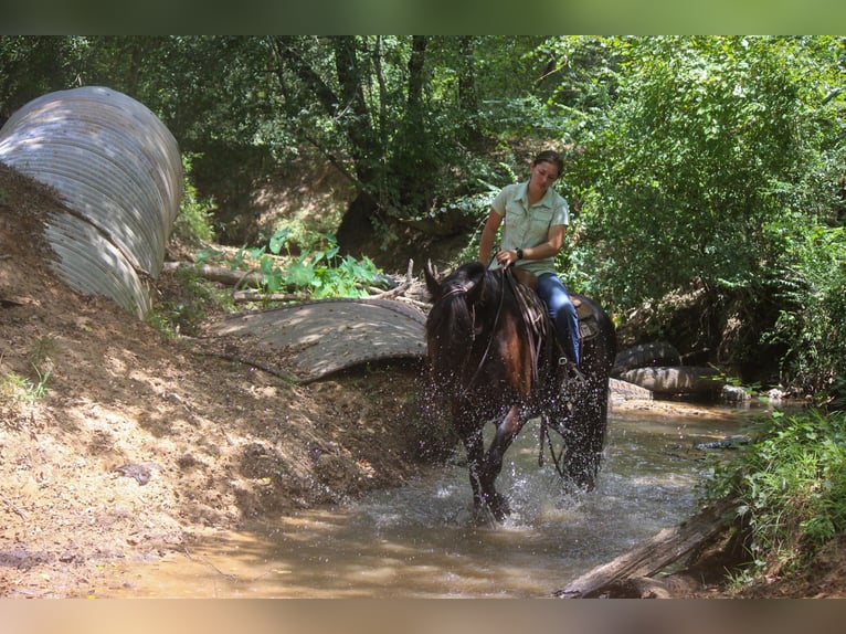 Fries paard Ruin 9 Jaar 160 cm Zwart in Rusk TX