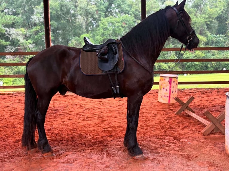 Fries paard Ruin 9 Jaar 163 cm  in Enterprise