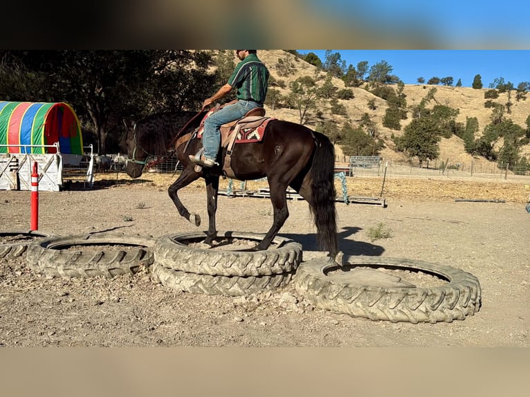 Fries paard Ruin 9 Jaar 163 cm  in Tres Pinos