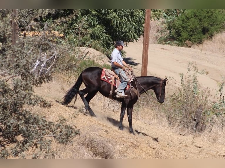 Fries paard Ruin 9 Jaar 163 cm  in Tres Pinos