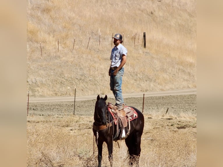 Fries paard Ruin 9 Jaar 163 cm  in Tres Pinos