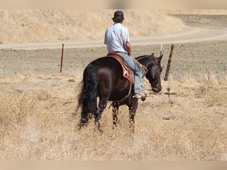 Fries paard Ruin 9 Jaar 163 cm  in Tres Pinos