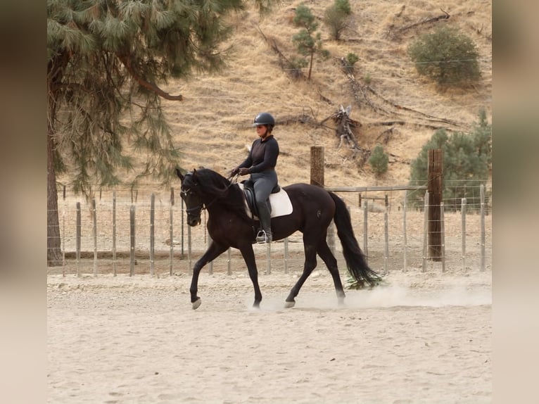 Fries paard Ruin 9 Jaar 163 cm  in Tres Pinos