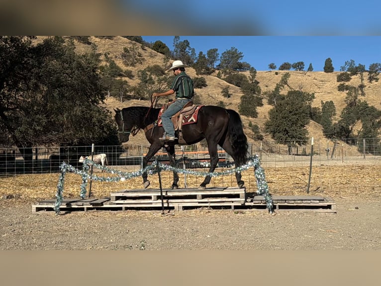 Fries paard Ruin 9 Jaar 163 cm  in Tres Pinos