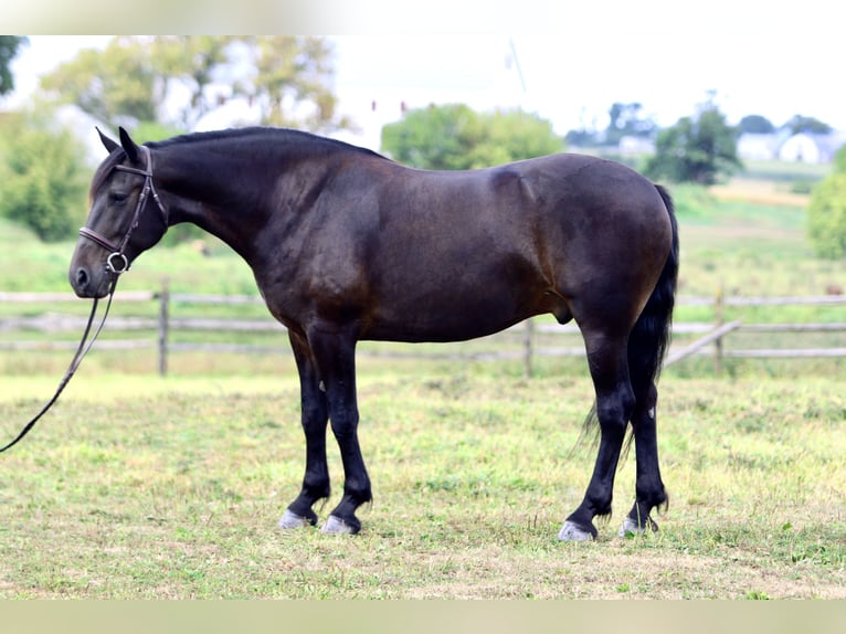 Fries paard Mix Ruin 9 Jaar 163 cm Roodbruin in Gap, PA