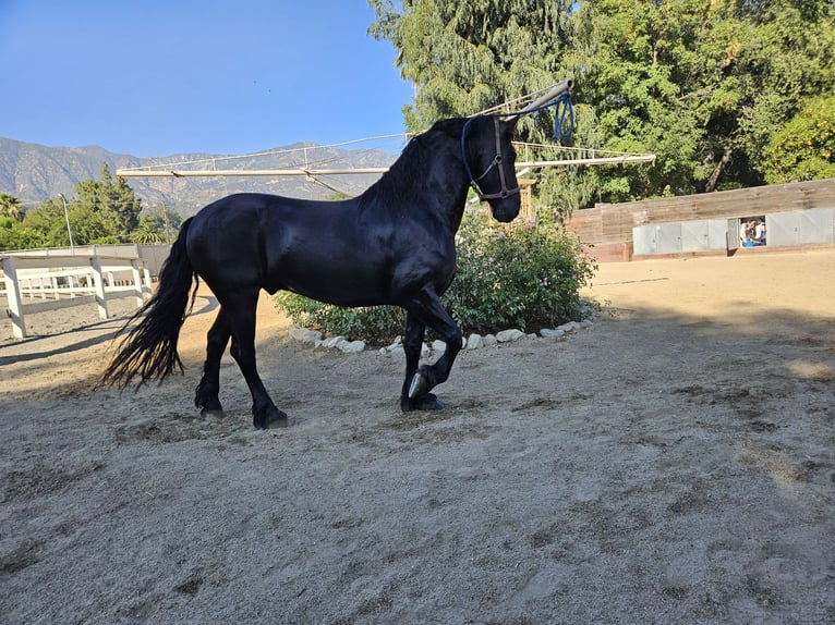 Fries paard Ruin 9 Jaar 163 cm Zwart in El Monte
