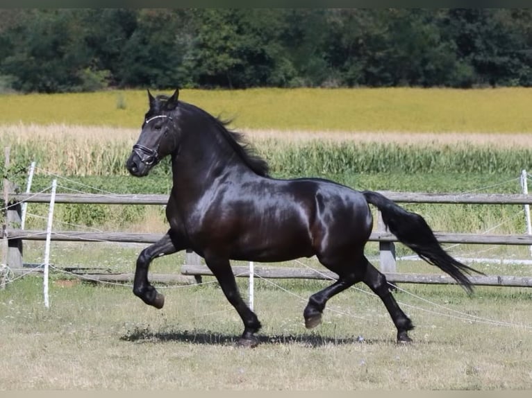 Fries paard Ruin 9 Jaar 163 cm Zwart in Rechnitz