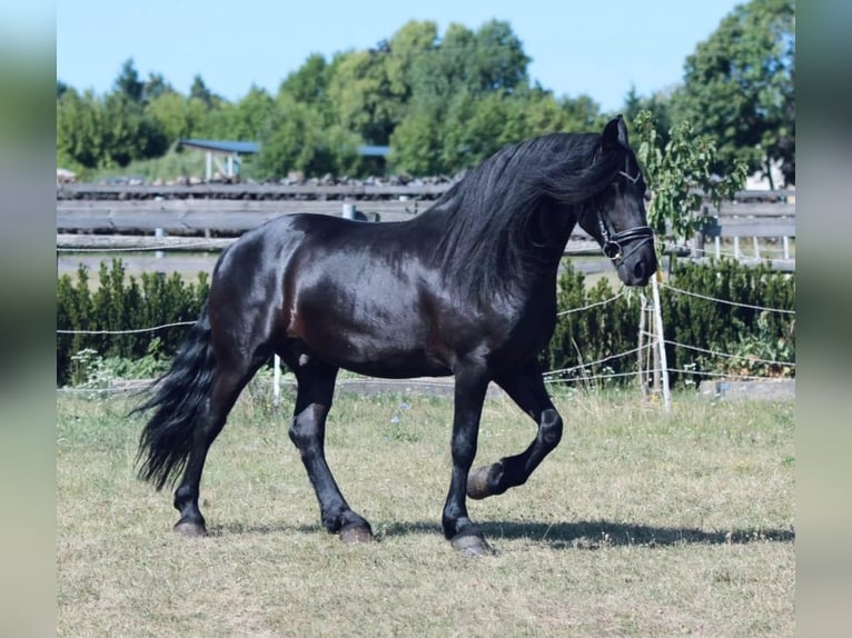 Fries paard Ruin 9 Jaar 163 cm Zwart in Rechnitz