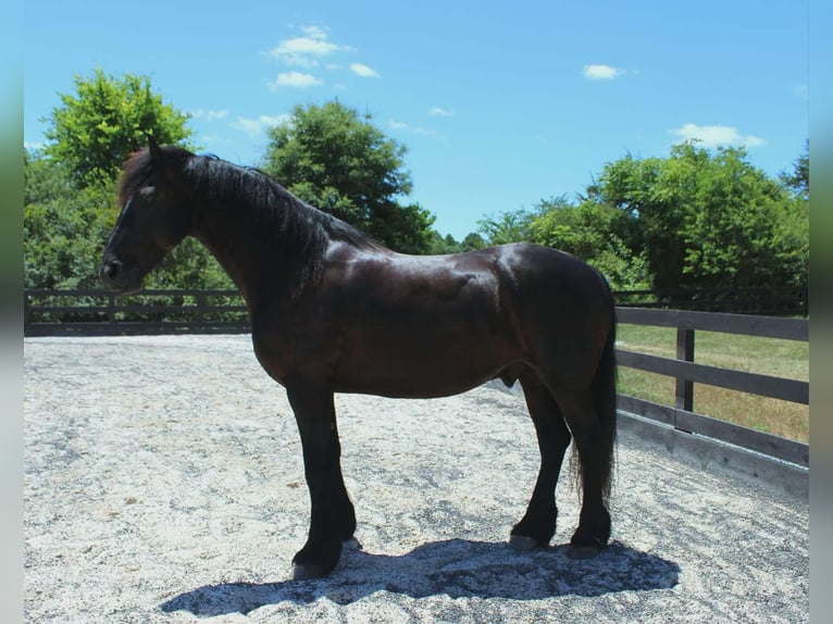 Fries paard Ruin 9 Jaar 163 cm Zwart in Scottsville AZ