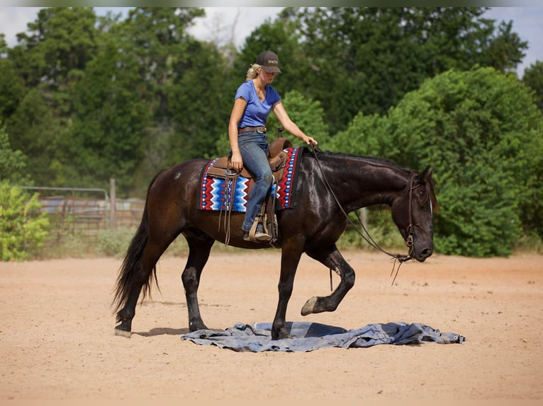 Fries paard Ruin 9 Jaar 163 cm Zwart in Huntsville TX