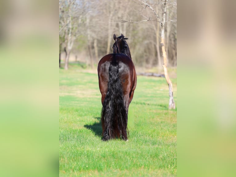 Fries paard Ruin 9 Jaar 163 cm Zwart in Forney