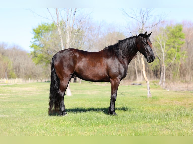 Fries paard Ruin 9 Jaar 163 cm Zwart in Forney