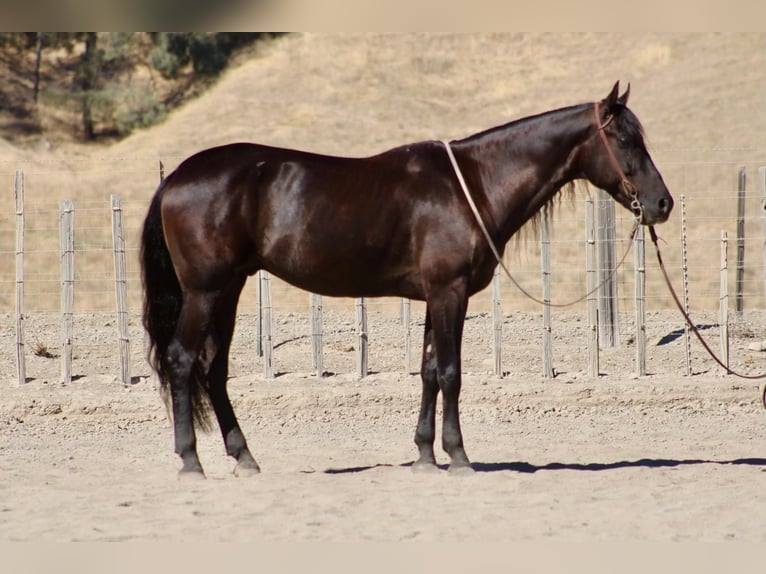 Fries paard Ruin 9 Jaar 163 cm Zwart in Paicines
